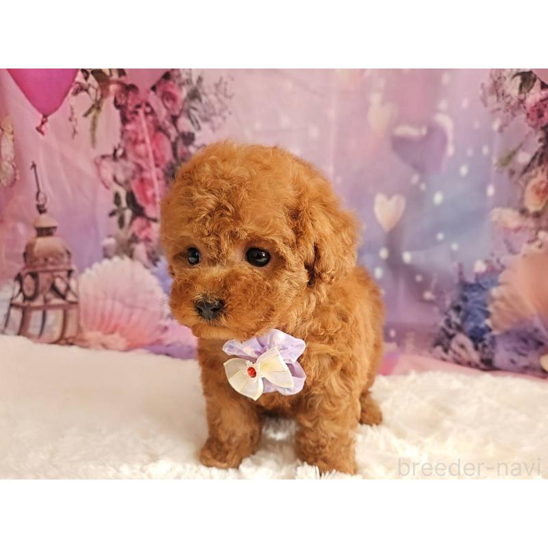 販売中の岐阜県のトイプードル-429681の4枚目