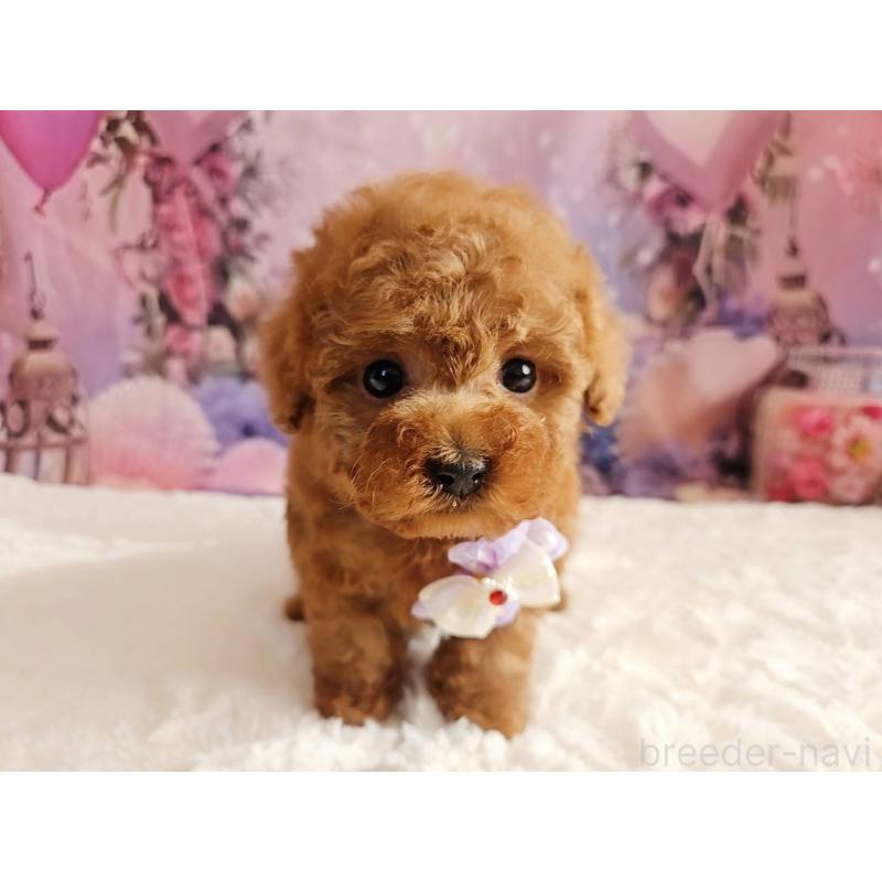 販売中の岐阜県のトイプードル-429681の3枚目