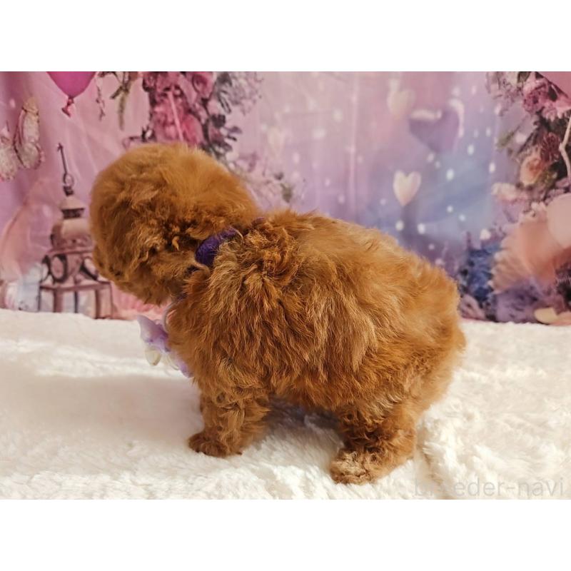 販売中の岐阜県のトイプードル-429681の2枚目