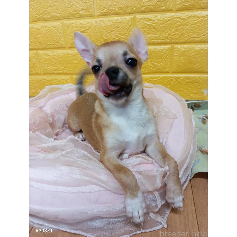 販売中の千葉県のチワワ(スムースコート)-393645の19枚目