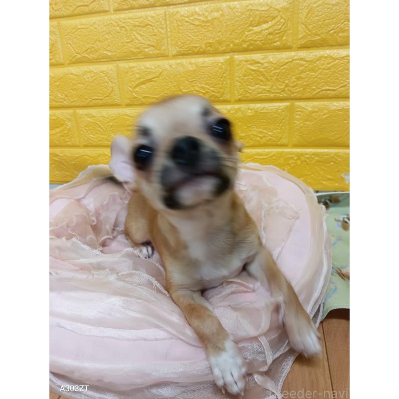 販売中の千葉県のチワワ(スムースコート)-393645の16枚目