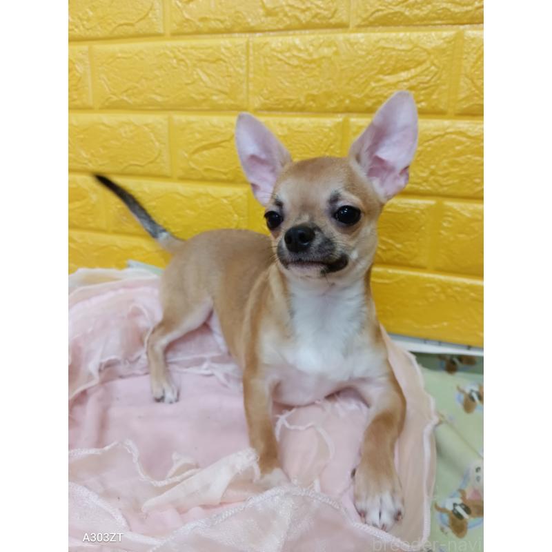 販売中の千葉県のチワワ(スムースコート)-393645の15枚目