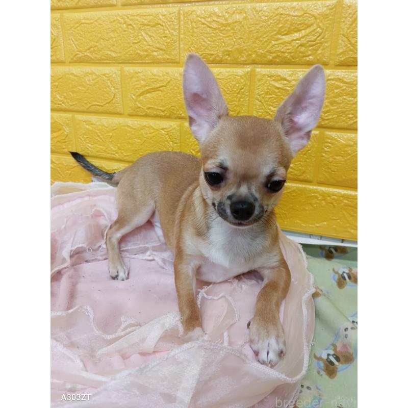 販売中の千葉県のチワワ(スムースコート)-393645の14枚目