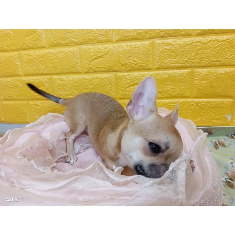 販売中の千葉県のチワワ(スムースコート)-393645の12枚目