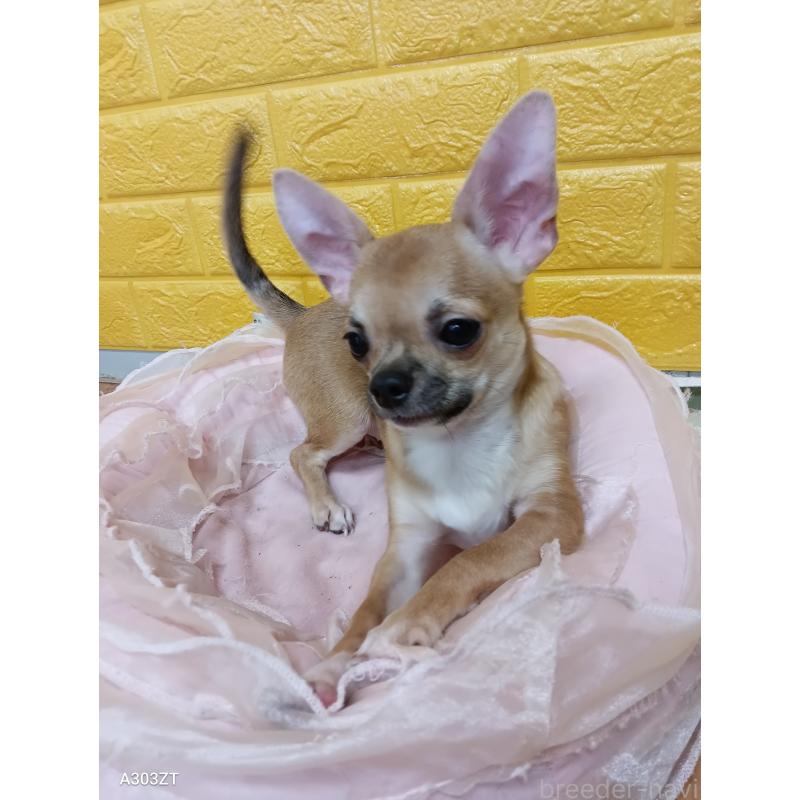 販売中の千葉県のチワワ(スムースコート)-393645の11枚目