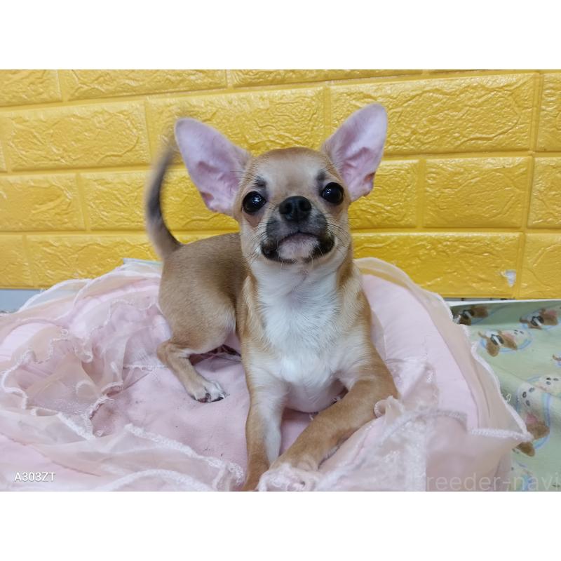 販売中の千葉県のチワワ(スムースコート)-393645の8枚目