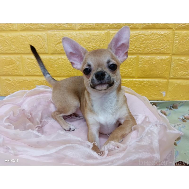 販売中の千葉県のチワワ(スムースコート)-393645の6枚目