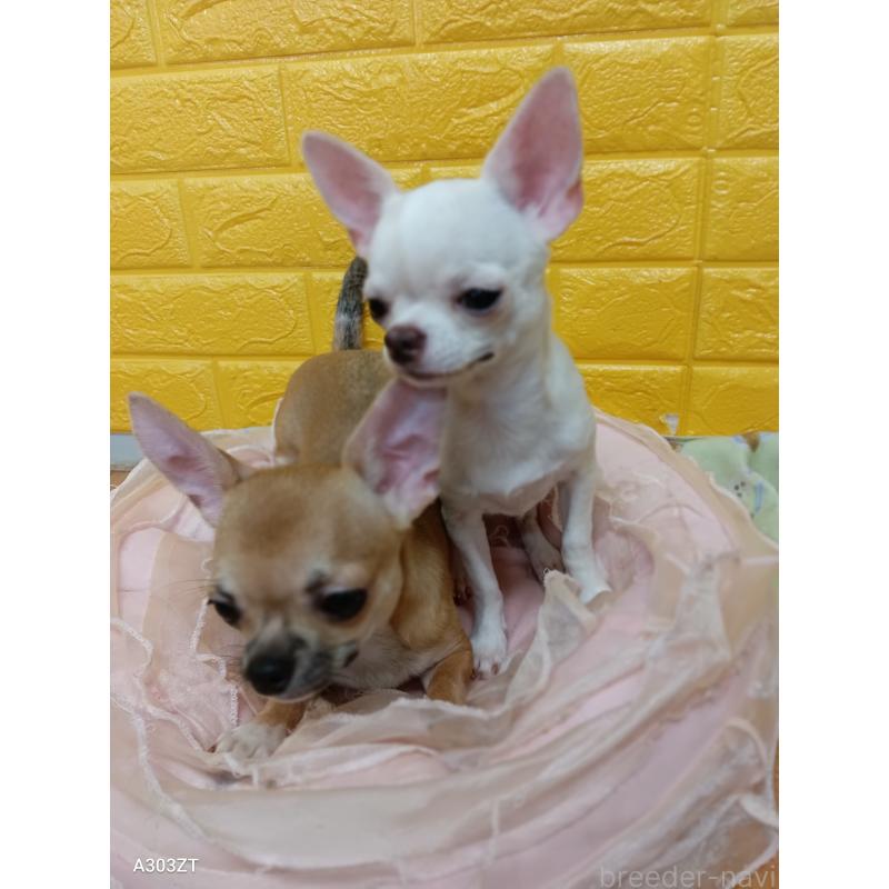 販売中の千葉県のチワワ(スムースコート)-393645の5枚目