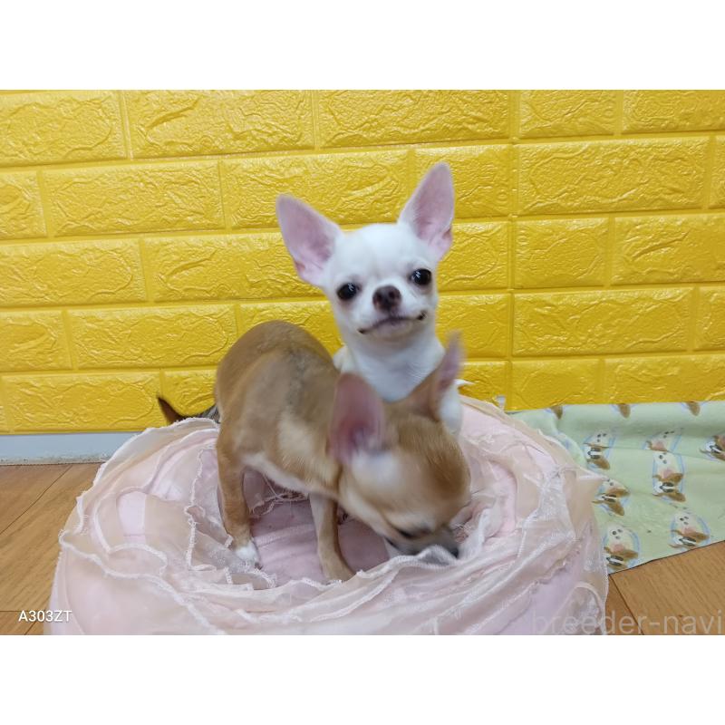 販売中の千葉県のチワワ(スムースコート)-393645の4枚目