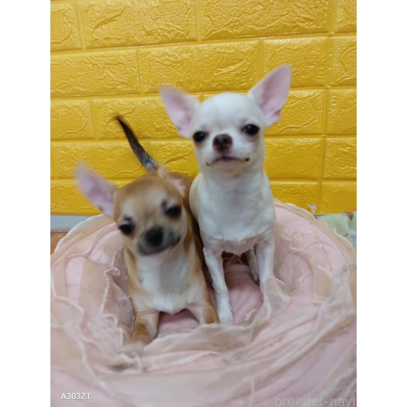 販売中の千葉県のチワワ(スムースコート)-393645の3枚目