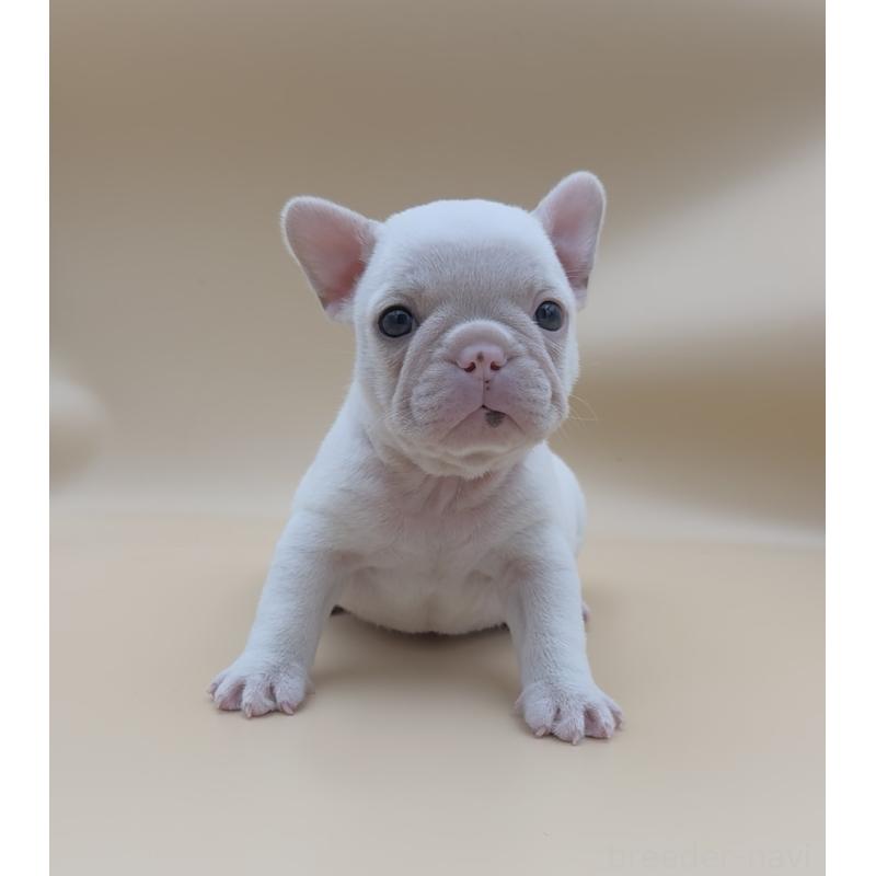 販売中の愛知県のフレンチブルドッグ-429794の4枚目