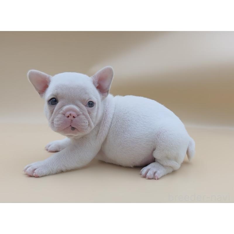 販売中の愛知県のフレンチブルドッグ-429794の3枚目