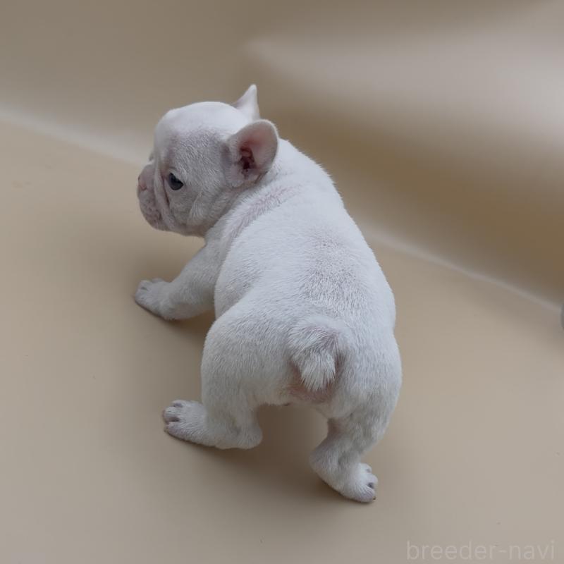 販売中の愛知県のフレンチブルドッグ-429794の2枚目