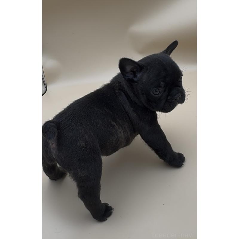 販売中の愛知県のフレンチブルドッグ-429796の3枚目