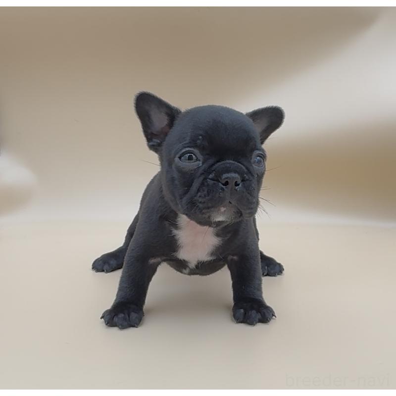 販売中の愛知県のフレンチブルドッグ-429795の4枚目