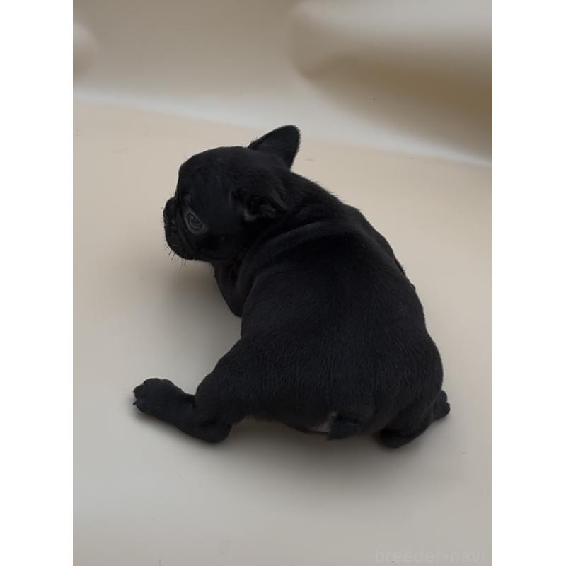 販売中の愛知県のフレンチブルドッグ-429795の3枚目