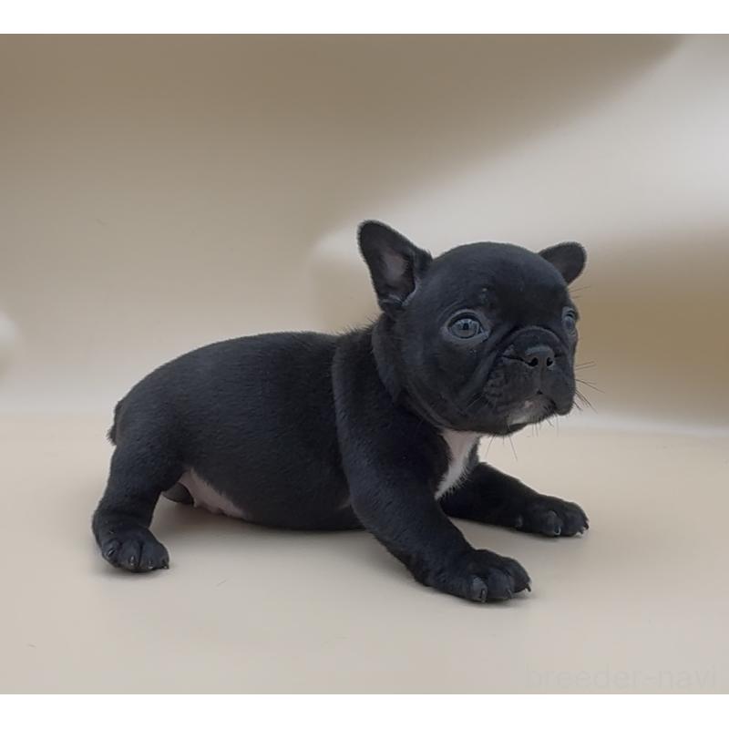 販売中の愛知県のフレンチブルドッグ-429795の2枚目