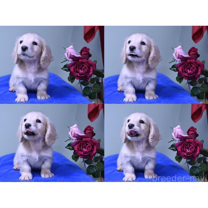 成約済の愛媛県のミニチュアダックスフンド(ロングヘアード)-429699の6枚目