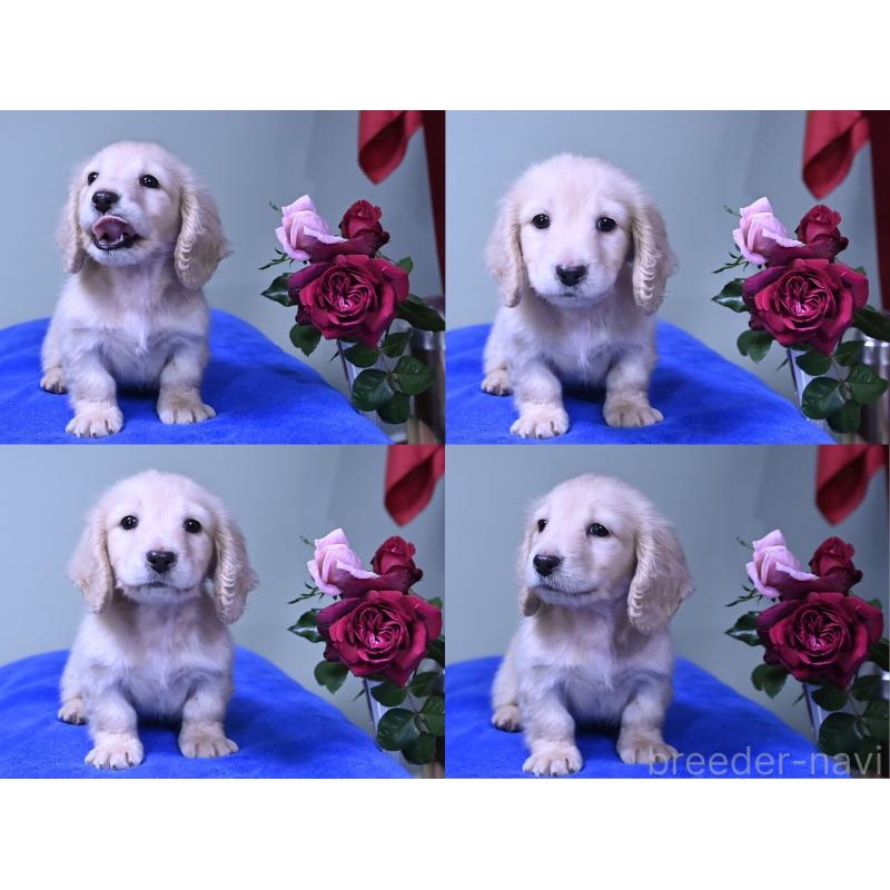 成約済の愛媛県のミニチュアダックスフンド(ロングヘアード)-429699の5枚目