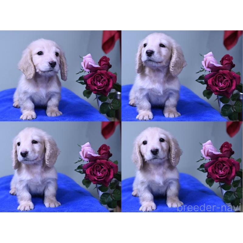 成約済の愛媛県のミニチュアダックスフンド(ロングヘアード)-429699の4枚目