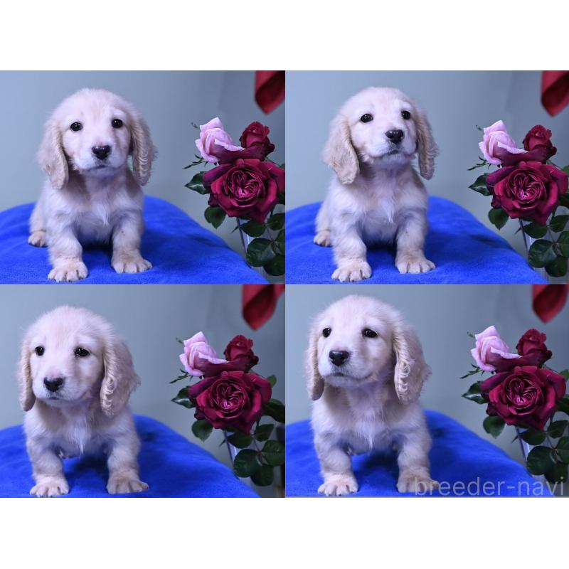 成約済の愛媛県のミニチュアダックスフンド(ロングヘアード)-429699の3枚目