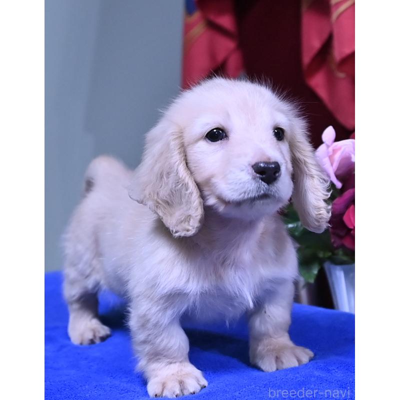 成約済の愛媛県のミニチュアダックスフンド(ロングヘアード)-429699の2枚目