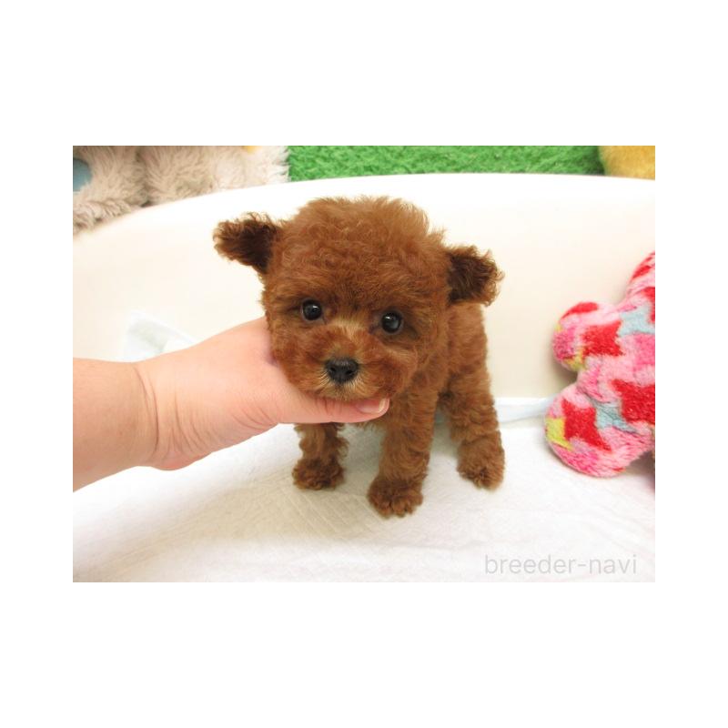 販売中の大阪府のトイプードル-429698の2枚目