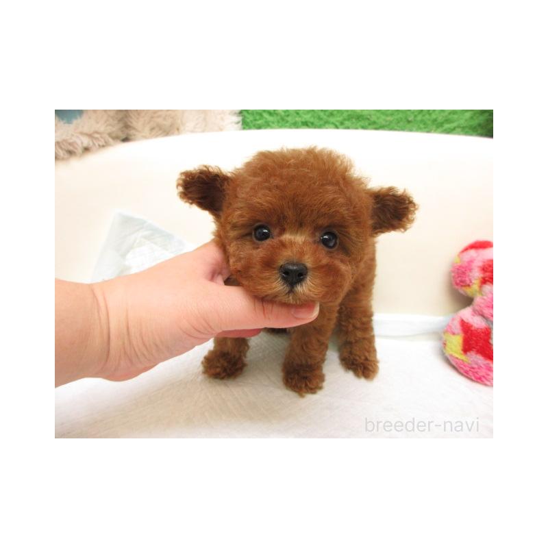 販売中の大阪府のトイプードル-429698の1枚目