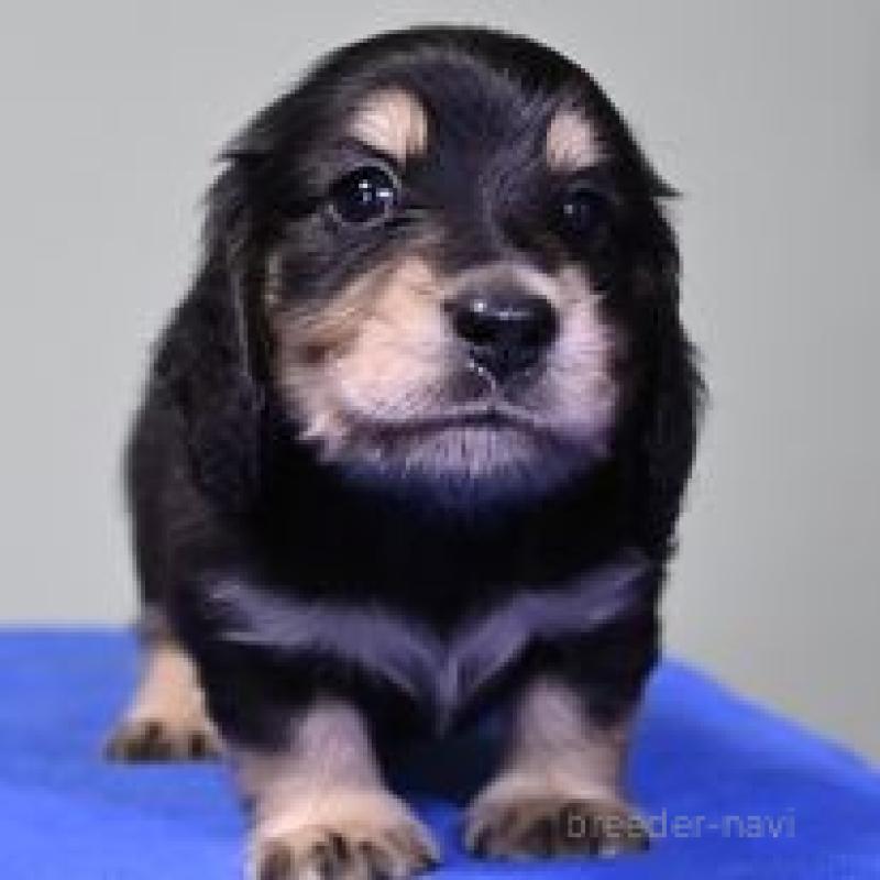 成約済の愛媛県のミニチュアダックスフンド(ロングヘアード)-424463の1枚目