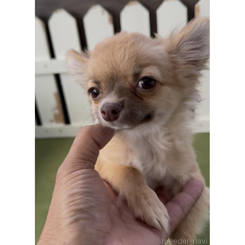 成約済の福岡県のチワワ(ロングコート)-417080の3枚目