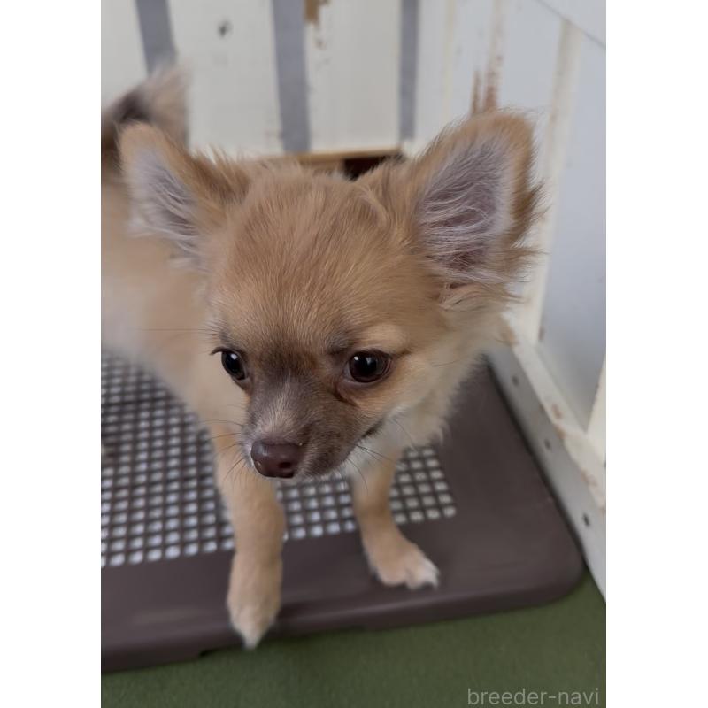 成約済の福岡県のチワワ(ロングコート)-417080の2枚目