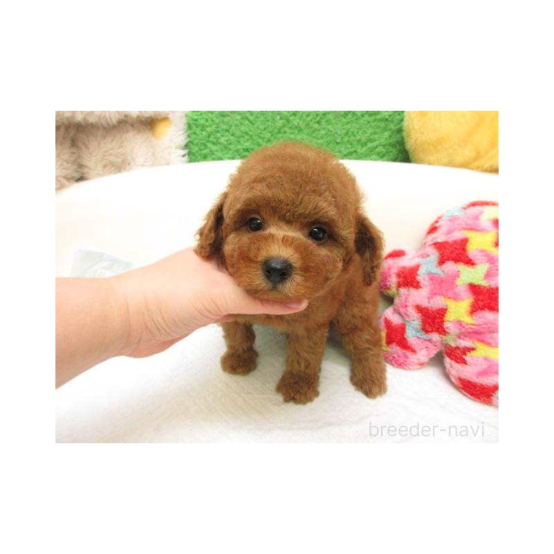 販売中の大阪府のトイプードル-429700の2枚目