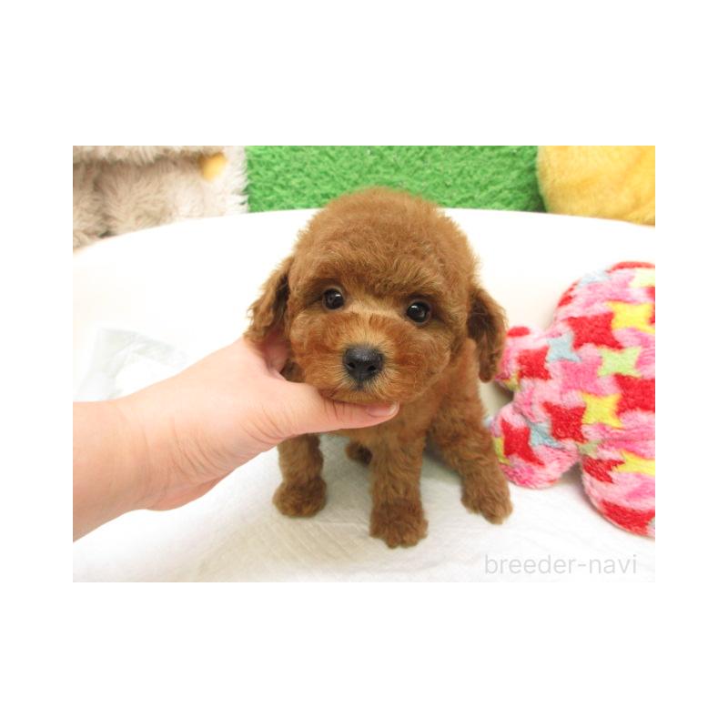 販売中の大阪府のトイプードル-429700の1枚目