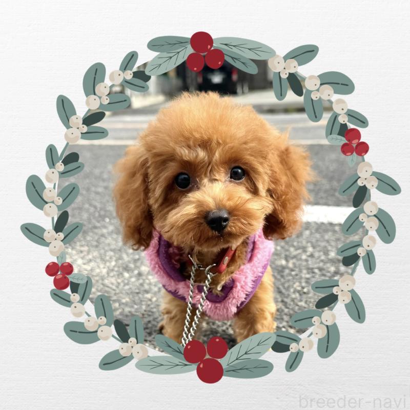 販売中の愛知県のトイプードル-403540