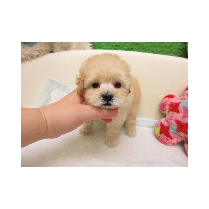 販売中の大阪府のトイプードル-429701の2枚目