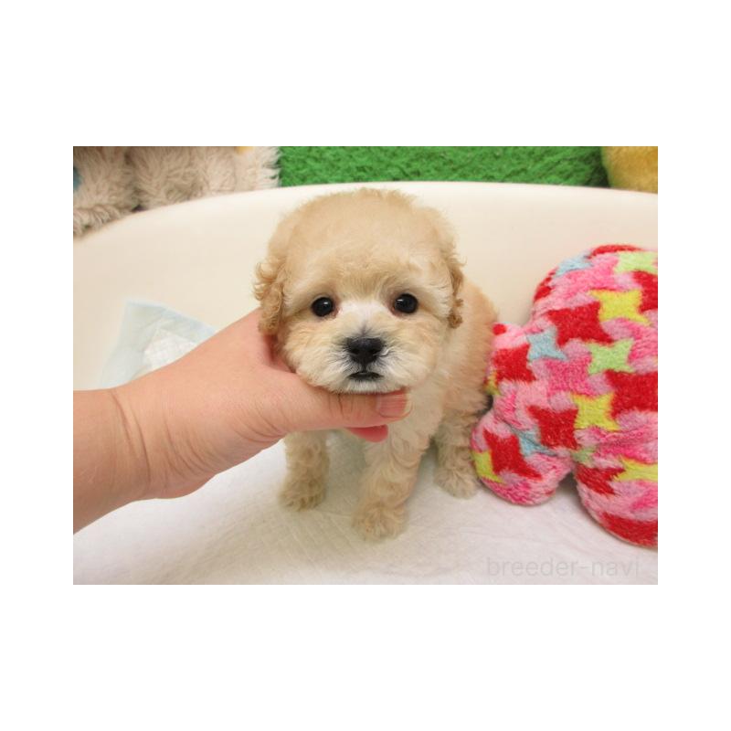 販売中の大阪府のトイプードル-429701の1枚目