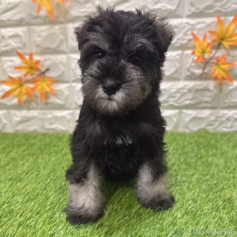 成約済の愛知県のミニチュアシュナウザー-426409の1枚目