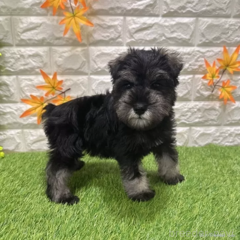 成約済の愛知県のミニチュアシュナウザー-426409の5枚目