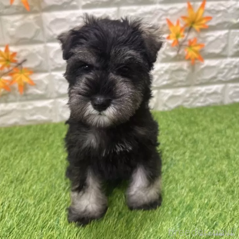 成約済の愛知県のミニチュアシュナウザー-426409の3枚目