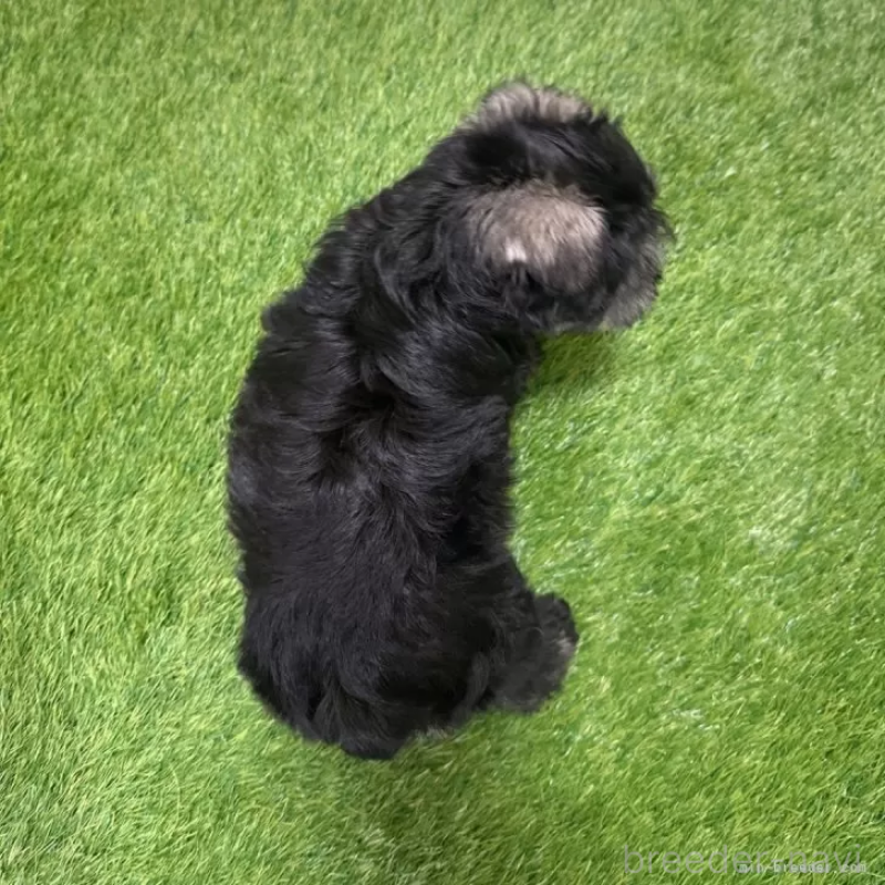 成約済の愛知県のミニチュアシュナウザー-426409の2枚目