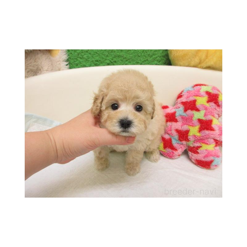 販売中の大阪府のトイプードル-429703の2枚目