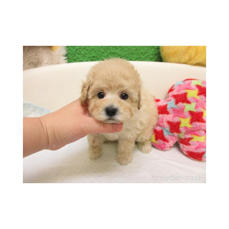 販売中の大阪府のトイプードル-429703の1枚目