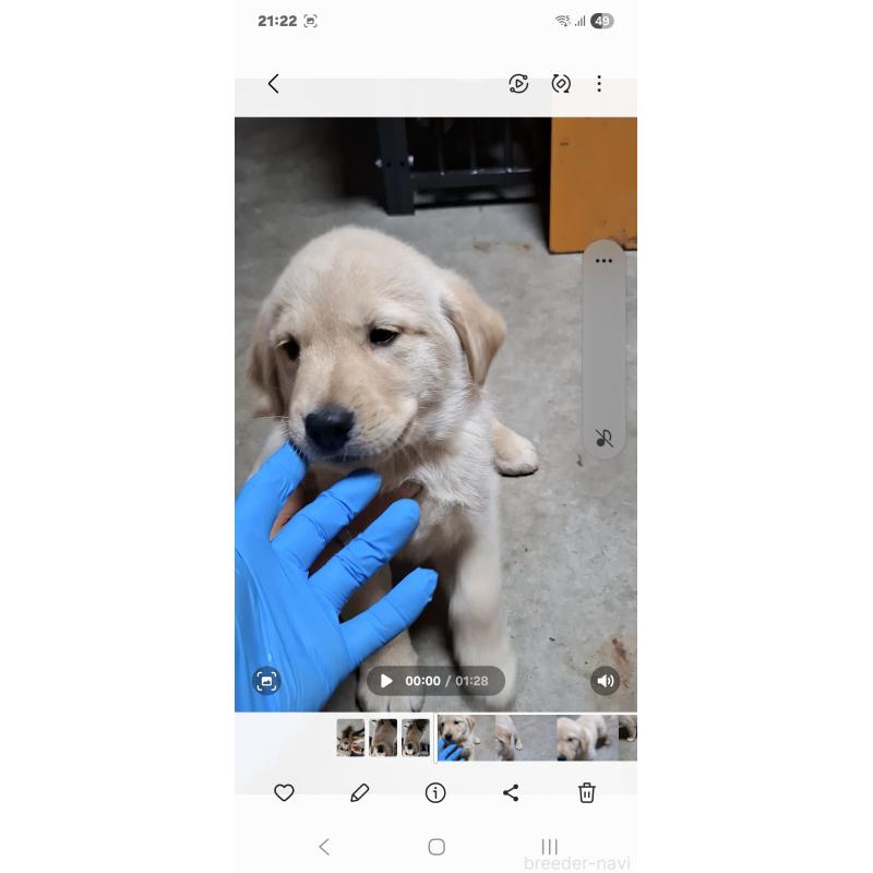 販売中の三重県のミックス犬-429706の3枚目