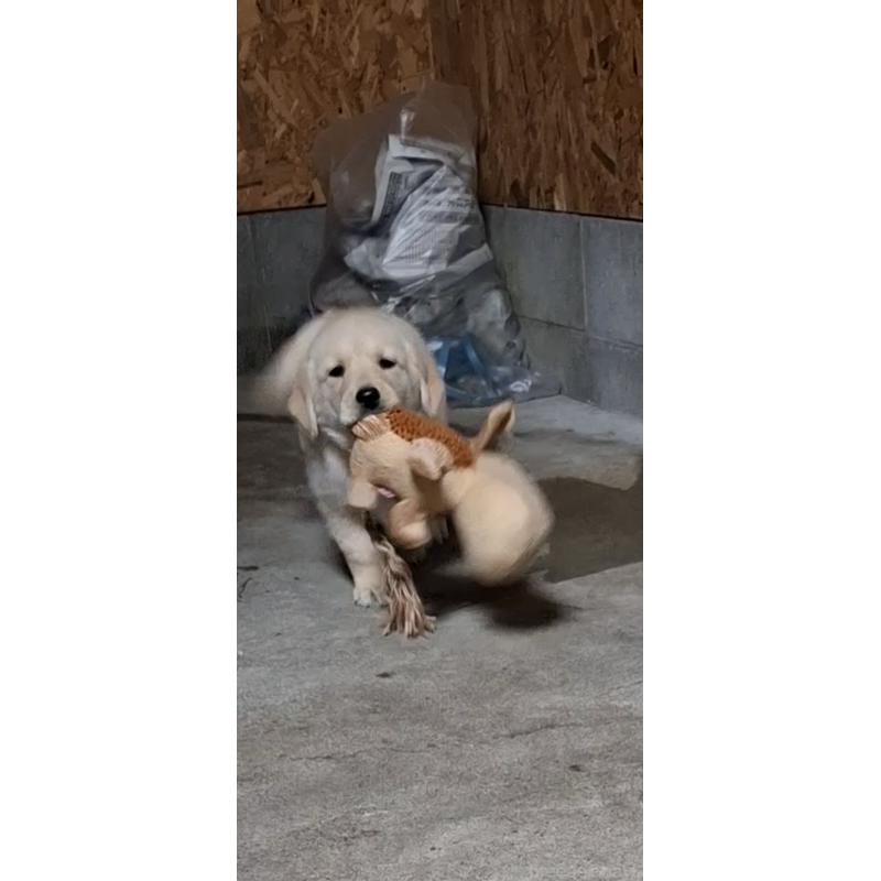 販売中の三重県のミックス犬-429706の2枚目