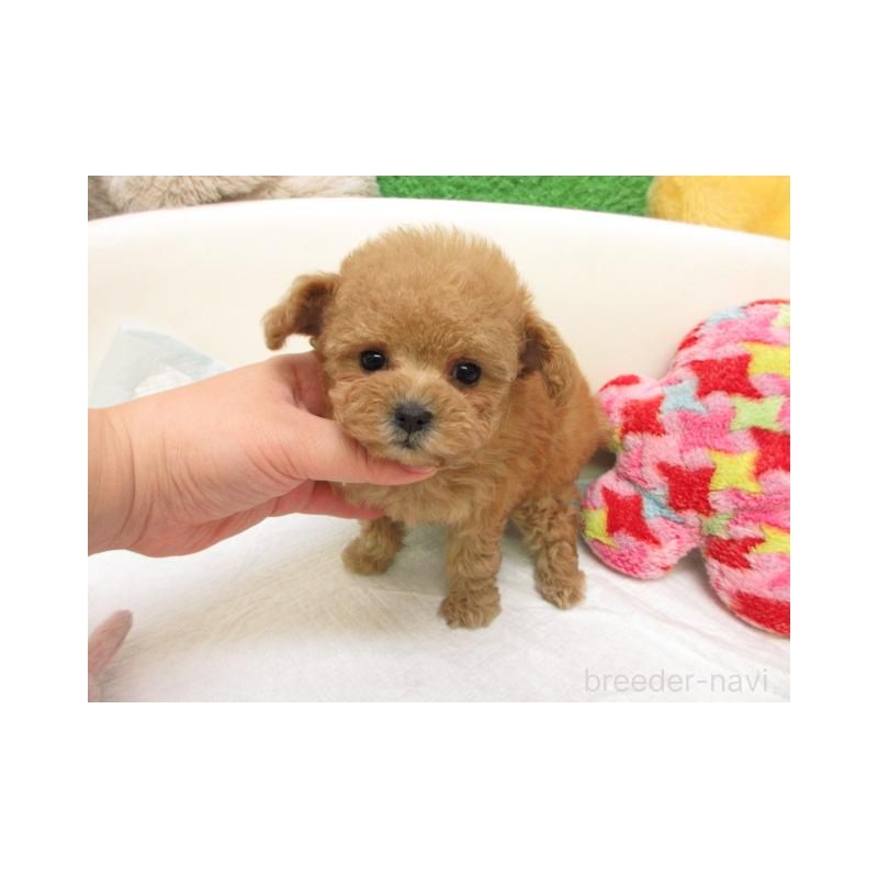 販売中の大阪府のトイプードル-429705の2枚目
