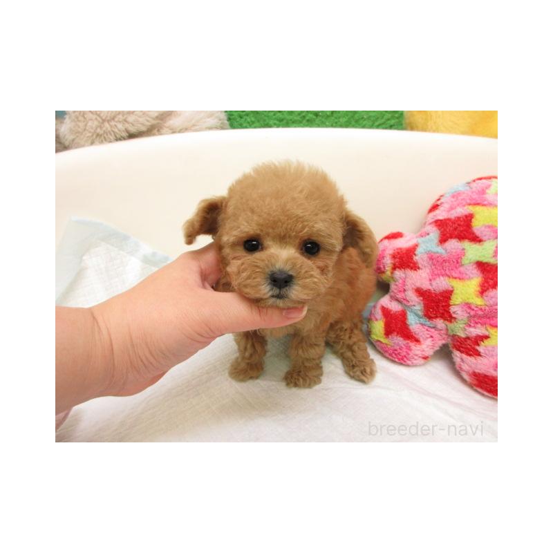 販売中の大阪府のトイプードル-429705の1枚目