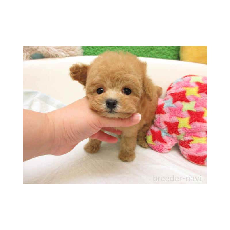 販売中の大阪府のトイプードル-429707の2枚目