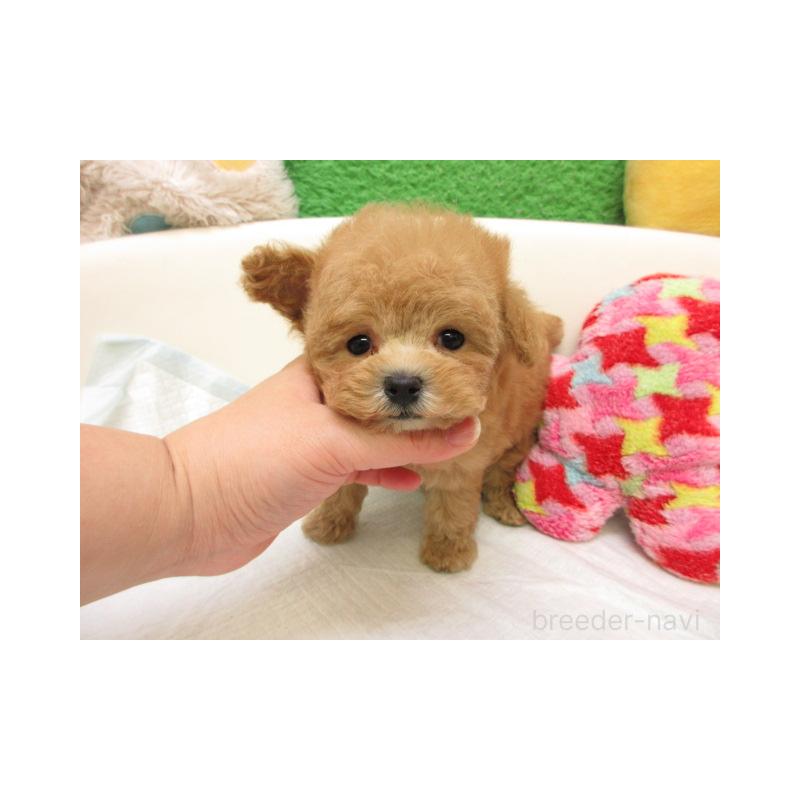 販売中の大阪府のトイプードル-429707の1枚目