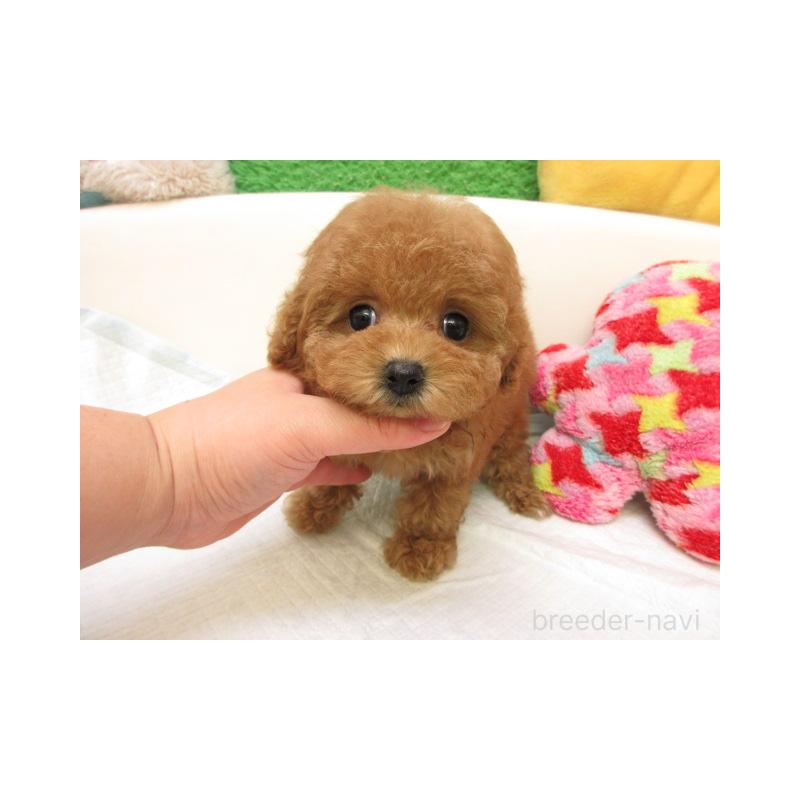 販売中の大阪府のトイプードル-429710の2枚目