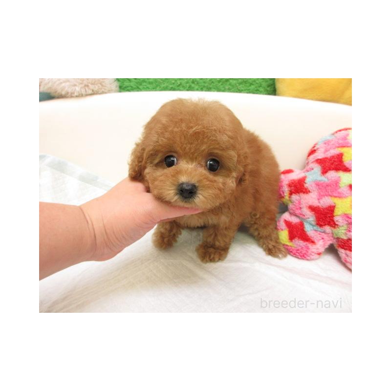 販売中の大阪府のトイプードル-429710の1枚目